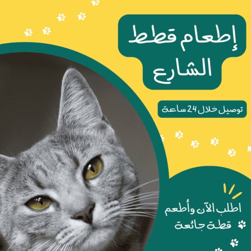 إطعام قطط الشارع | متجر تومي