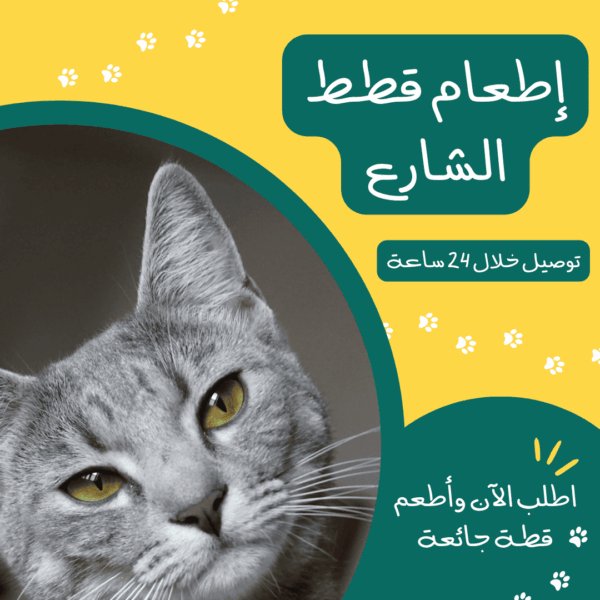 إطعام قطط الشارع | متجر تومي