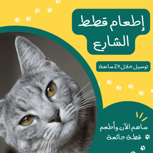 إطعام قطط الشارع | متجر تومي